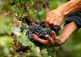 Grape Harvest in Greece