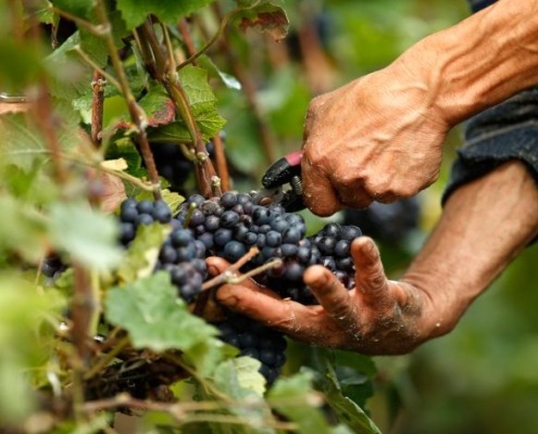 Grape Harvest in Greece