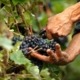 Grape Harvest in Greece